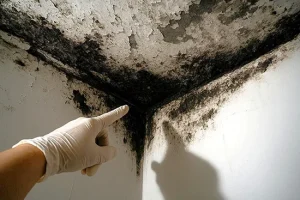 Expertise moisissures et champignon maison EAM Patrick Lalevée Barjac